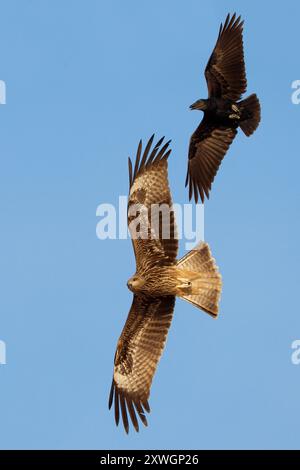 Nibbio bruno, nibbio bruno; nibbio bruno; nibbus migrans; nibbus migrans; corvo coda a ventaglio corvo, Oman, Raysut rubbi Foto Stock