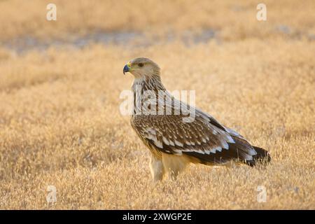 Aquila imperiale (Aquila heliaca), seduta a terra, Oman, discarica Raysut, Salalah Foto Stock