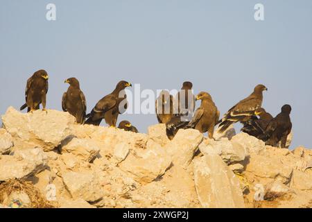 Aquila di steppa (Aquila nipalensis, Aquila rapax nipalensis), gruppo seduto su una roccia, Oman, discarica di Raysut, Salalah Foto Stock