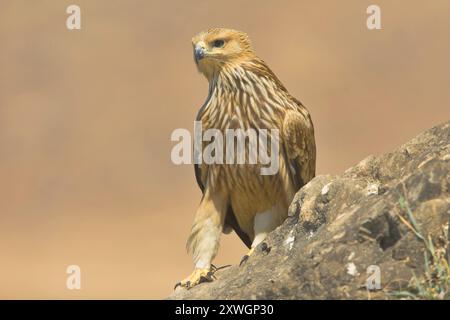 Aquila imperiale (Aquila heliaca), giovane seduto su una roccia, Oman, discarica Raysut, Salalah Foto Stock