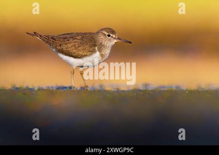 sandpiper comune (Tringa hypoleucos, Actitis hypoleucos), in piedi a terra al crepuscolo, vista laterale, Italia, Toscana, piana fiorentina - Lago M Foto Stock