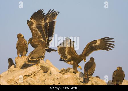 Aquila di steppa (Aquila nipalensis, Aquila rapax nipalensis), gruppo su una roccia, Oman, discarica di Raysut, Salalah Foto Stock