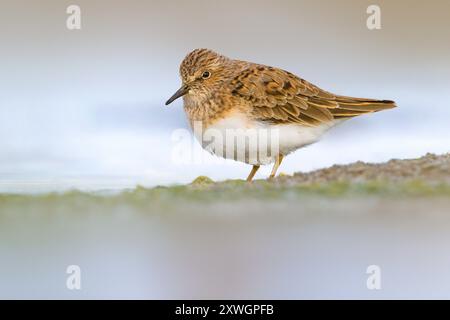 Temminck's stint (Calidris temminckii), in piedi sulla riva, vista laterale, Italia, Toscana, stagni della piana Pisano-Livorn Foto Stock