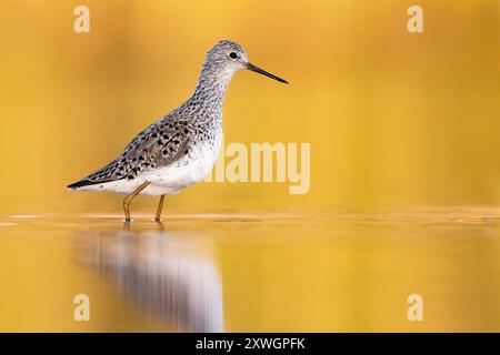 sandpiper paludoso (Tringa stagnatilis), in acque poco profonde alla luce del mattino, vista laterale, Italia, Toscana, piana fiorentina; stagni dei col Foto Stock