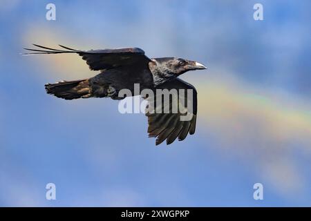 Corvo nordoccidentale (Corvus corax varius, Corvus varius), in volo, Islanda, Vesturland Foto Stock