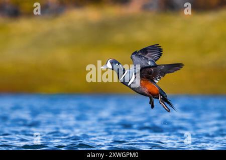 Anatra arlecchese (Histrionicus histrionicus), maschile inizia dall'acqua, Islanda, Vesturland Foto Stock