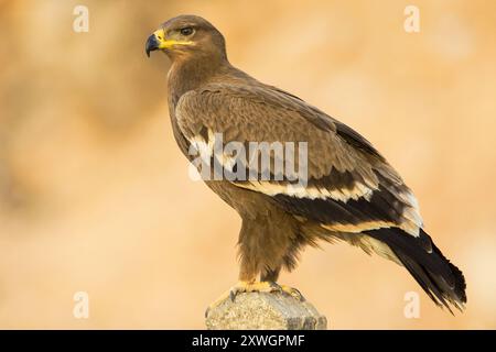 Aquila di steppa (Aquila nipalensis, Aquila rapax nipalensis), giovane seduta in posta, Oman, discarica di Raysut, Salalah Foto Stock