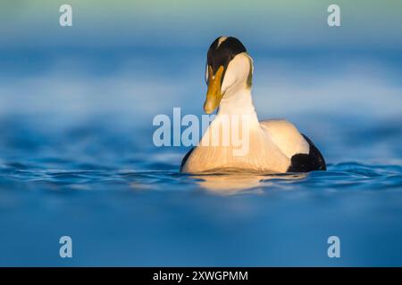 Eider comune (Somateria mollissima borealis. Somateria borealis), maschio adulto che nuota sulla laguna del ghiacciaio Joekulsarlon, Islanda, Austurland Foto Stock