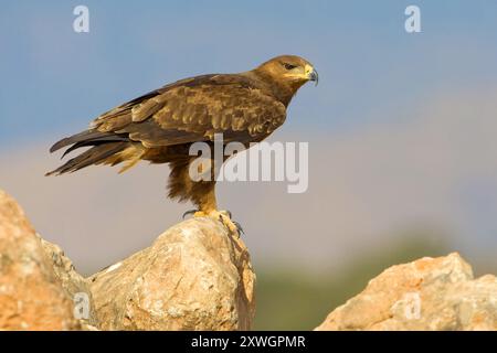 Aquila di steppa (Aquila nipalensis, Aquila rapax nipalensis), giovanile arroccata su una roccia, Oman, discarica di Raysut, Salalah Foto Stock