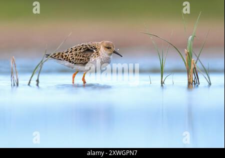 ruff (Alidris pugnax, Philomachus pugnax, Calidris pugnax), in piedi in acque poco profonde, vista laterale, Italia, Toscana, stagni della piana Pisano-Livorn, Pi Foto Stock