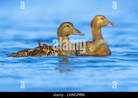 Eider comune (Somateria mollissima borealis. Somateria borealis), due femmine in primavera, che nuotano su un lago di tundra, Islanda, Nordurland Foto Stock