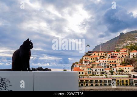 Gatto nero, villaggio di Câmara de Lobos, villaggio al tramonto , estate, isola di Madeira, Portogallo Foto Stock
