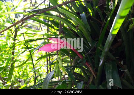 Un vibrante fiore tropicale rosa fiorisce in mezzo a lussureggianti foglie verdi nella giungla Foto Stock