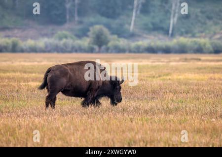 Un bisonte solitario nel Grand Teton National Park Foto Stock