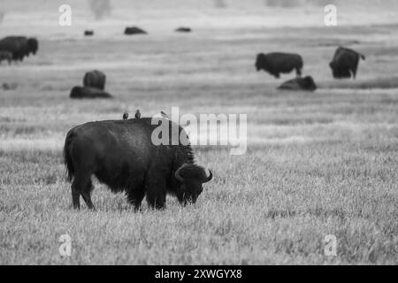 Un bisonte solitario nel Grand Teton National Park in bianco e nero Foto Stock