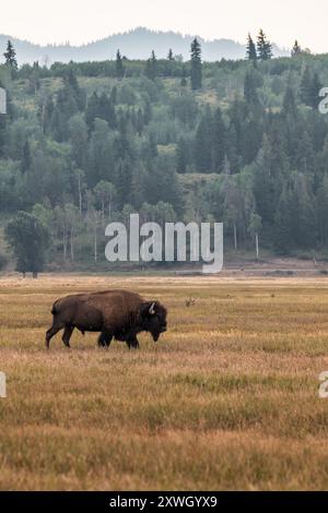 Un bisonte solitario nel Grand Teton National Park Foto Stock