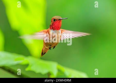 Un variopinto colibrì Rufous (Selasphorus rufus) che si libra a mezz'aria Foto Stock