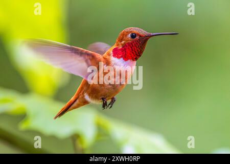 Un variopinto colibrì Rufous (Selasphorus rufus) che si libra a mezz'aria Foto Stock