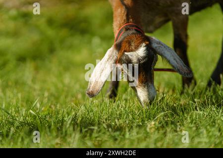 Capra alpina che pascolano su un prato verde lussureggiante in un ambiente naturale in una giornata estiva di sole. Primo piano di una capra alpina con macchie di colore marrone e bianco Foto Stock