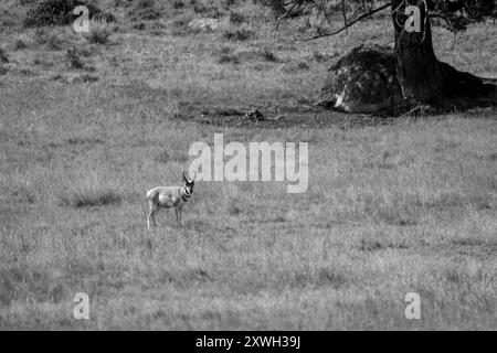 Un Pronghorn nel parco nazionale di Yellowstone in bianco e nero Foto Stock