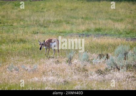 Una Pronghorn femminile nel parco nazionale di Yellowstone Foto Stock