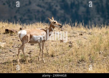 Pronghorn femminile nel parco nazionale di Yellowstone Foto Stock