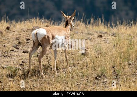 Pronghorn femminile nel parco nazionale di Yellowstone Foto Stock