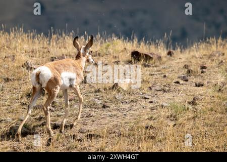 Pronghorn femminile nel parco nazionale di Yellowstone Foto Stock