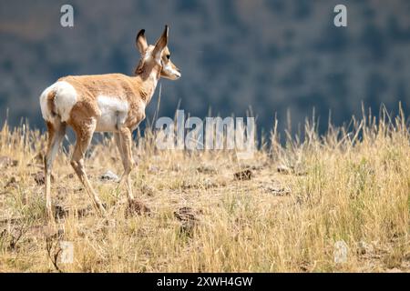 Pronghorn femminile nel parco nazionale di Yellowstone Foto Stock