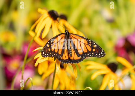 Splendida farfalla Monarch, Danaus Plexippus, su un coneflower giallo brillante nel giardino estivo. Foto Stock
