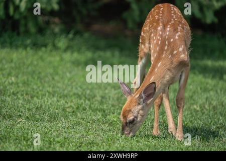 Primo piano di cervi dalla coda bianca che pascolano nel prato verde Foto Stock