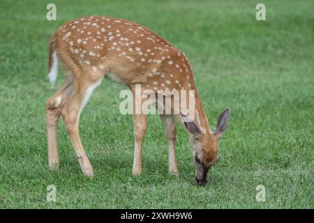 Primo piano di cervi dalla coda bianca che pascolano nel prato verde Foto Stock
