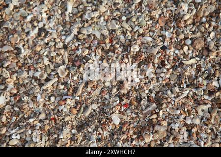 Superficie di fondo di sabbia tropicale da vicino, sabbia delle Fiji, conchiglie frantumate e corallo Foto Stock