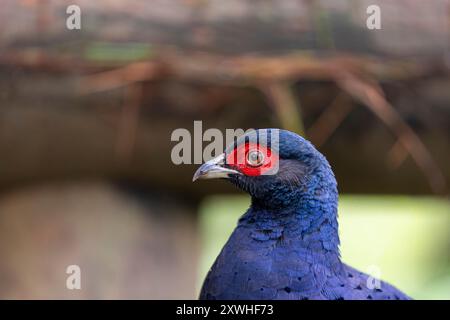 Ritratto di un fagiano maschio uccello endemico di Taiwan, fagiano mikado maschio Foto Stock