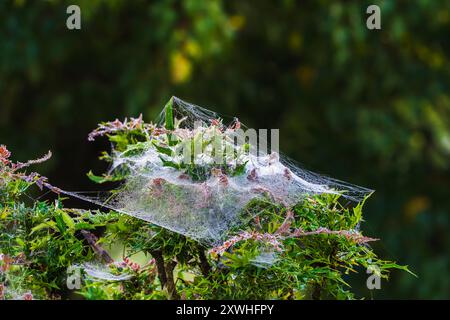 Ragnatela sull'albero di mattina Foto Stock