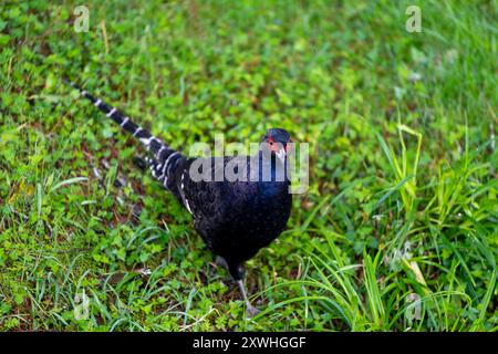 Fagiano nell'erba, uccello endemico di Taiwan, fagiano mikado Foto Stock