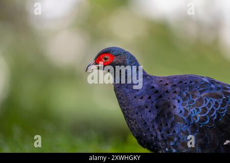 Ritratto di un fagiano maschio uccello endemico di Taiwan, fagiano mikado maschio Foto Stock