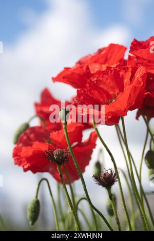 Il papavero e le gemme contro il cielo blu. Foto Stock