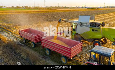 Vista superiore del trasbordo dalla mietitrebbiatrice agricola, dalla mietitrebbia al rimorchio, scaricando il mais raccolto. Foto Stock