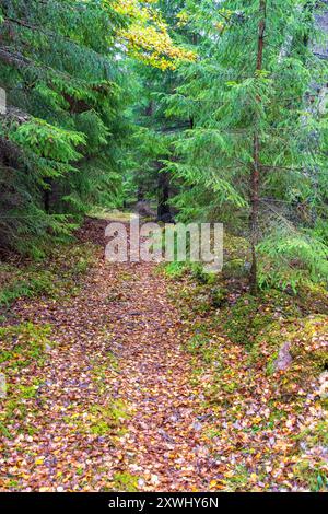 Sentiero boschivo in una foresta di abeti rossi con foglie autunnali a terra Foto Stock