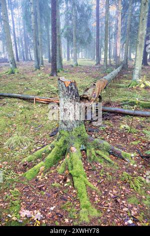 Il vento scatta dopo una tempesta in una foresta di conifere Foto Stock