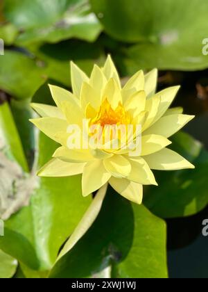Fiore di loto giallo in un laghetto con tamponi di Lilly. Nelumbo nucifera, noto anche come loto sacro, loto indiano o semplicemente loto. Foto Stock