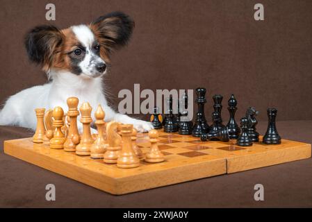 papillon cucciolo tricolore seduto accanto a una scacchiera con un'espressione premurosa. La scacchiera è fatta di legno e ci sono pezzi di scacchi di legno Foto Stock
