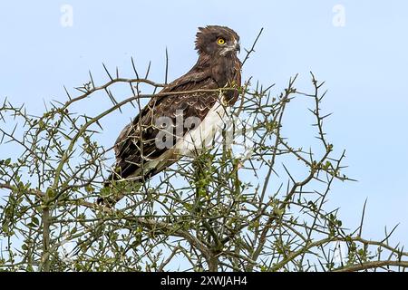 Aquila di serpente dal castigo nero, Pianure centrali del Serengeti, Tanzania Foto Stock