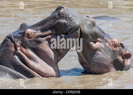 Ippopotamo, giochi di madre e vitello, Retima Hippo Pool, Central Serengeti Plains, Tanzania Foto Stock