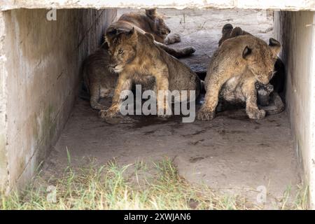 Giovani leoni in tombini che riposano dal sole, pianure del Serengeti centrale, natura, pianure, Serengeti, Tanzania, fauna selvatica Foto Stock