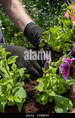 Primo piano di un giardiniere che piantava petunie in un cesto appeso pieno di compost per l'incapsulamento in primavera Inghilterra Regno Unito Regno Unito Gran Bretagna Foto Stock