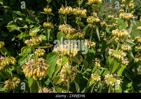 Primo piano della salvia turca Phlomis russeliana fiori fioritura fioritura in un giardino fiorito in estate Inghilterra Regno Unito GB Gran Bretagna Foto Stock