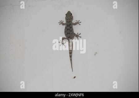 Tenerife Wall Gecko (Tarentola delalandii) Reptilia Foto Stock