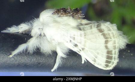 Large Tolype Moth (Tolype velleda) Insecta Foto Stock